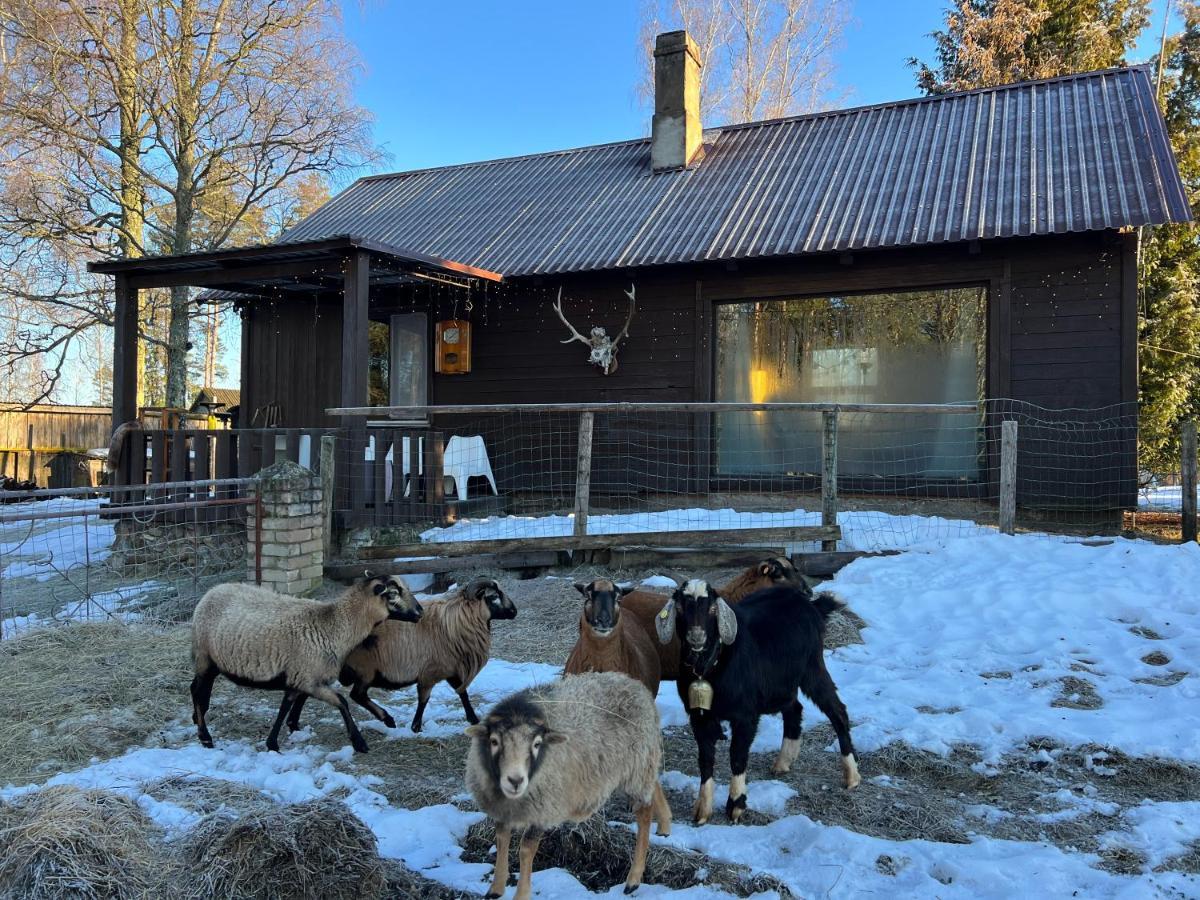 Private Farm Jakuzzi Sauna In The Forest Talsi Exterior foto